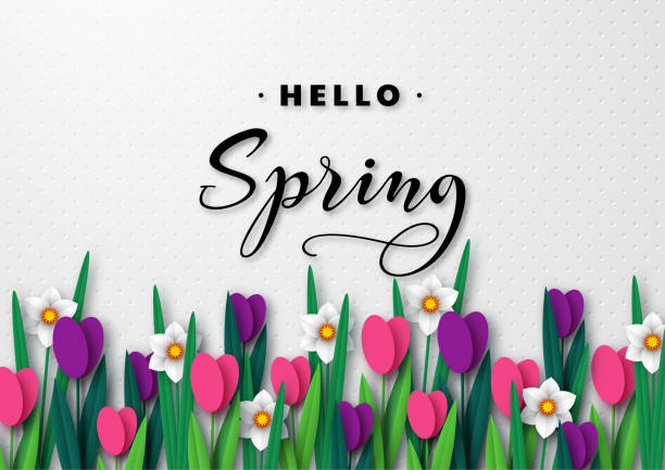 Hello Spring seasonal greeting banner. Hello Spring seasonal greeting banner. 3d paper cut spring flowers tulips and narcissus on white spotted background and greeting text. Vector illustration. bouquet backgrounds spring tulip stock illustrations