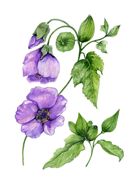 istock Beautiful purple abutilon flowers on a stem with green leaves isolated on white background. Watercolor painting. 1091388800