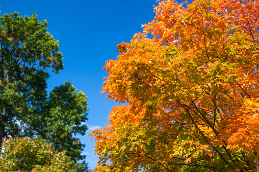 Changing autumn colors of a sugar maple tree in a park in Rochester, Michigan.