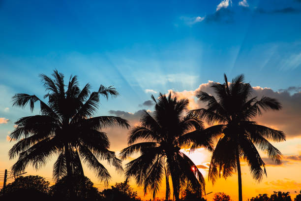 istock silhouette coconut tree hawaii blue sky sunset summer nature background. 1091392526