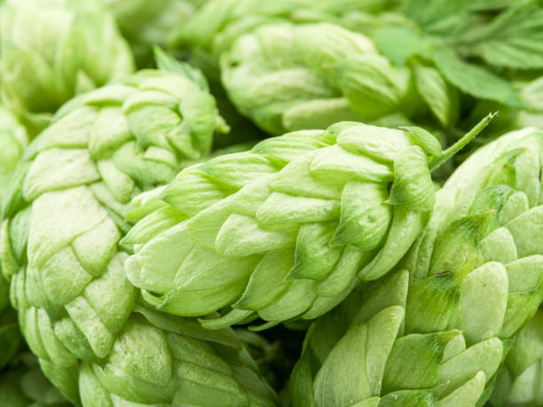 istock Green hop cones. 1091392762