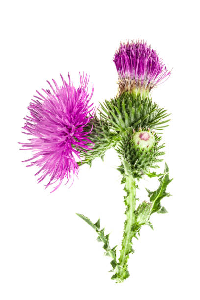 istock milk thistle flower isolated on white background macro 1091394870