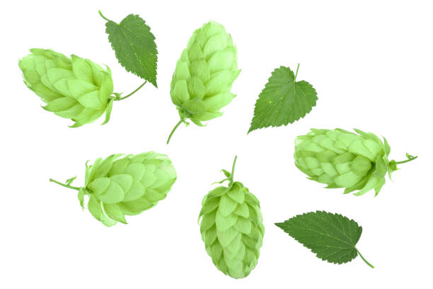 istock hop cones with leaves isolated on white background close-up. Top view. Flat lay pattern 1091394890