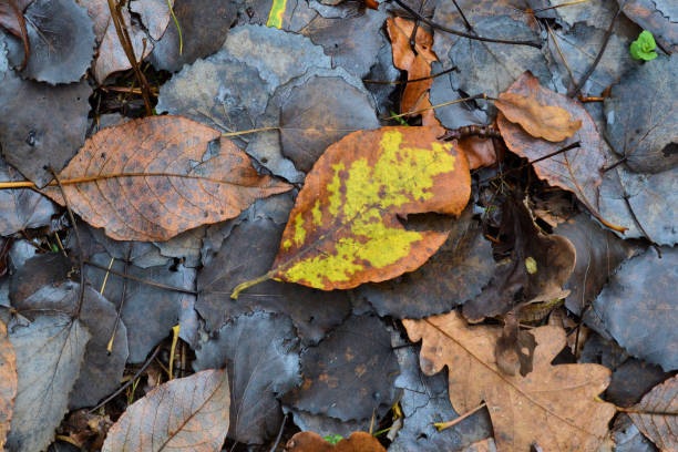 istock Fallen autumn leaves in the forest. Darkened by time. One yellow leaf 1091395150