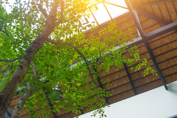 indoor green tree eco home and office plant inside for cool fresh air.