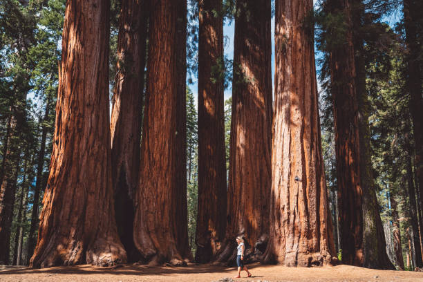 In every walk with Nature one receives far more than he seeks - Sequoia national park stock photo