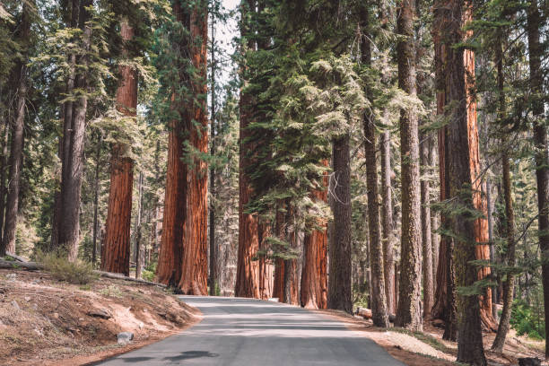 istock Road trough Sequoia national park 1091400642