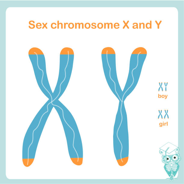 illustrazioni stock, clip art, cartoni animati e icone di tendenza di cromosoma x e y del sesso. determinare maschio, femmina. illustrazione vettoriale stock elemento di progettazione - chromosome