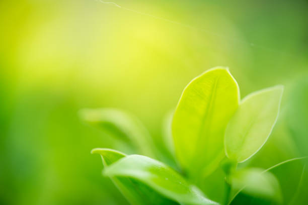 istock closeup green leaf on green nature background 1091406750