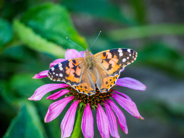 istock Auriga butterfly on a sun hat 1091407504
