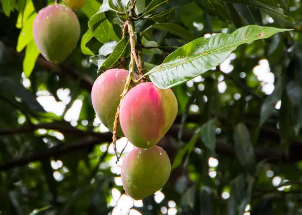 Photo of Ripening mangoes hanging from the tree.