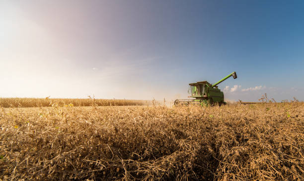 istock Harvesting of soy bean  fields with combine 1091410396