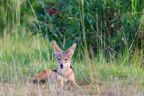 istock Black-backed Jackal scouts lying down 1091410424