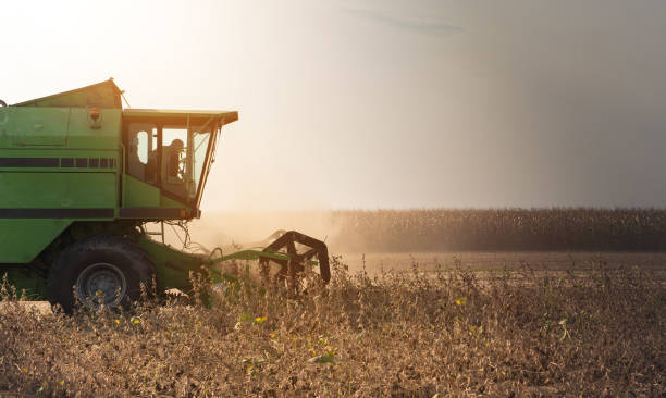 istock Harvesting of soy bean  fields with combine 1091410622