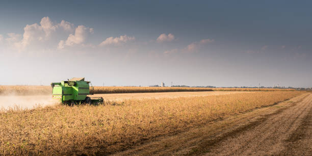 istock Harvesting of soy bean  fields with combine 1091410700