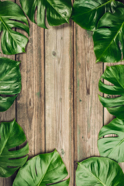 istock Tropical monstera leaves on wooden background 1091416122