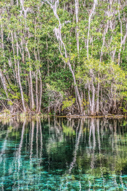 istock Nature's art at Rainbow Springs 1091417028