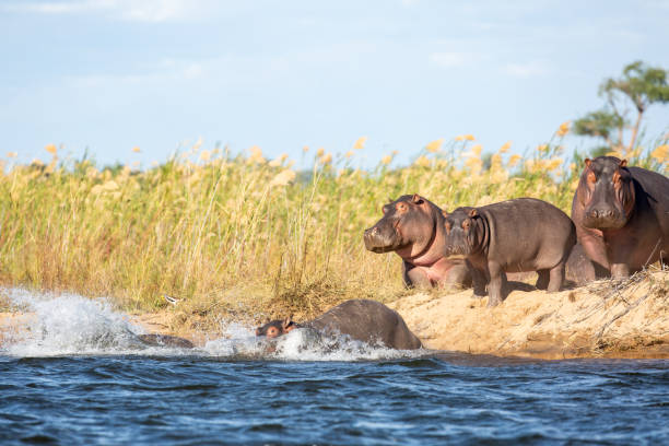 istock Hippo Family 1091419186