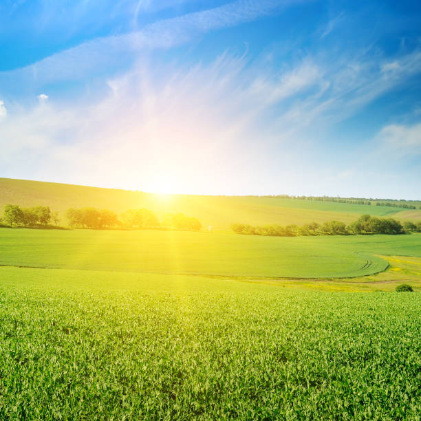 istock Green pea field and sunrise in the blue sky. 1091419458