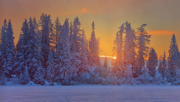 istock Winter sunset in Slovakia, sunrays through old fir trees 1091420002