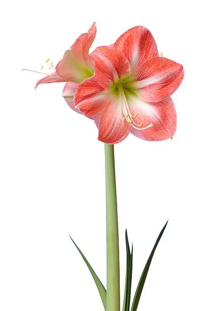 A close up of a beautiful Lily on isolated white, manual selective focus used for effect. See else  -  