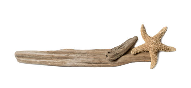 istock Driftwood and starfish on white background 1091422786
