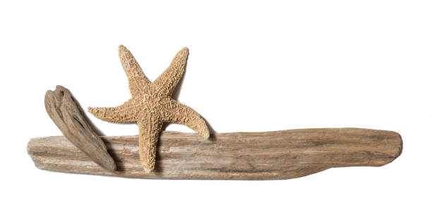 istock Driftwood and starfish on white background 1091422810