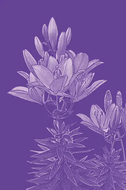 Vector illustration of Lily flowering plant