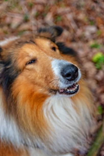 istock American Longhair Collie 1091425028