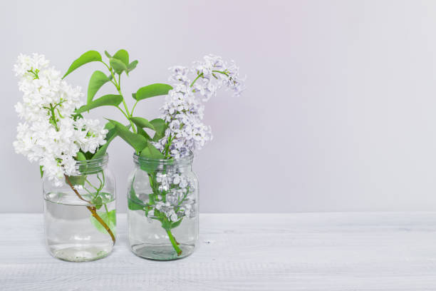 istock Two branches of blooming multicolored lilac in glass jars 1091426756