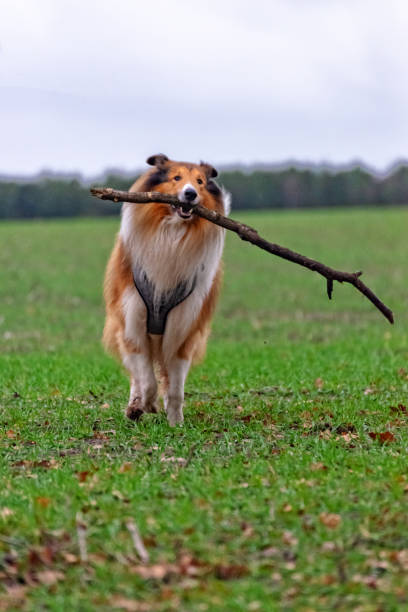 istock American Longhair Collie 1091427404