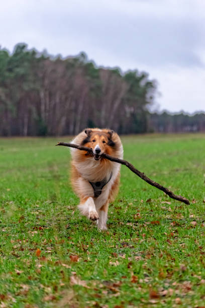 istock American Longhair Collie 1091429334