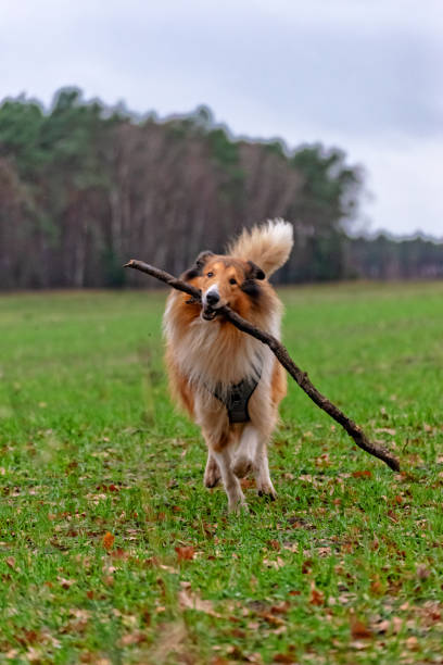 istock American Longhair Collie 1091429536