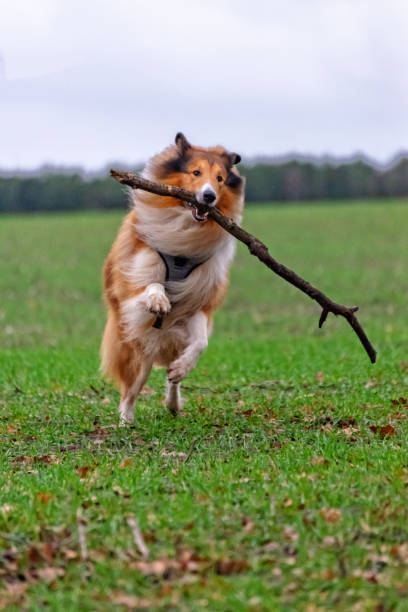 istock American Longhair Collie 1091429976