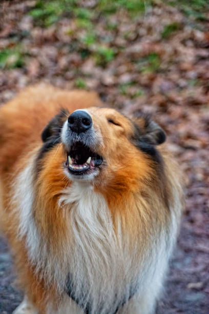 istock American Longhair Collie 1091430294