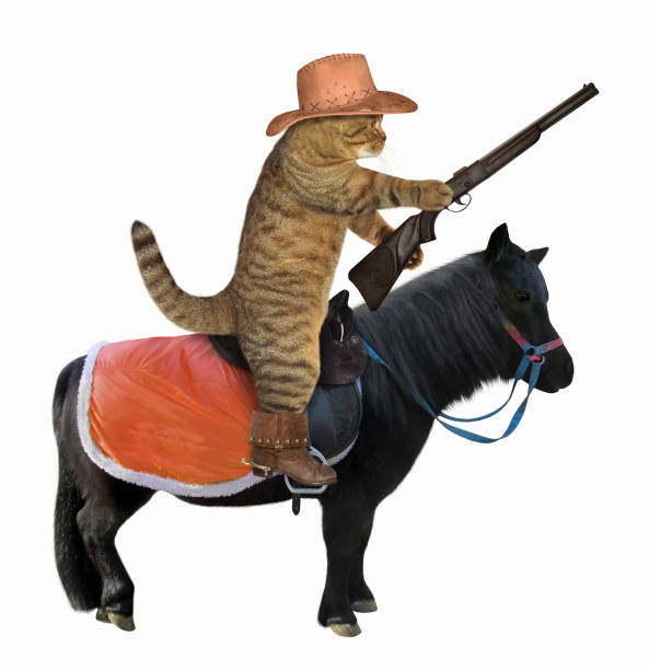 istock Cat cowboy on a black horse 1091430412
