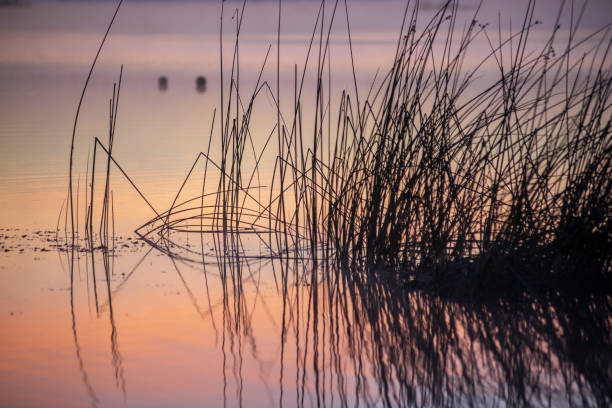 istock colorful misty sunset on the river in summer 1091430604