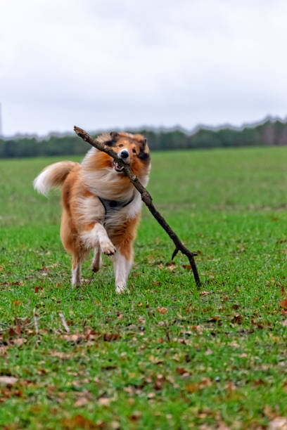 istock American Longhair Collie 1091431276