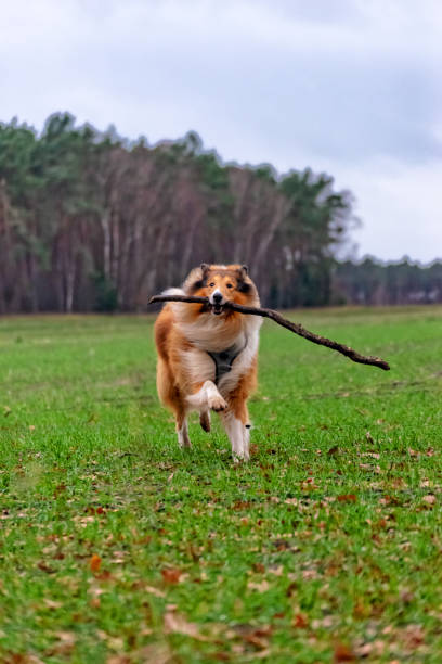 istock American Longhair Collie 1091432592