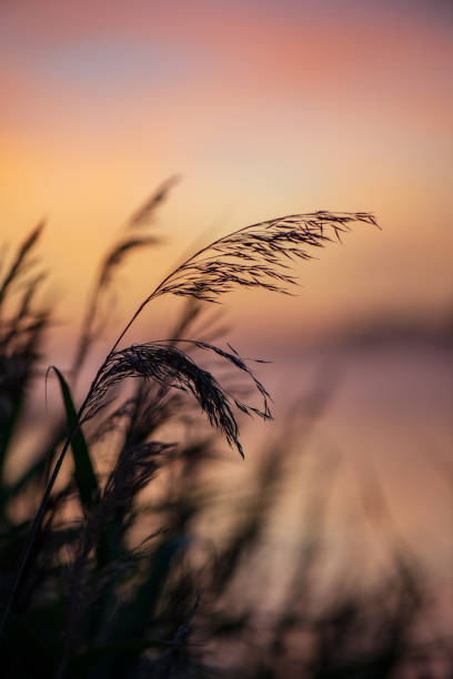 istock colorful misty sunset on the river in summer 1091432734