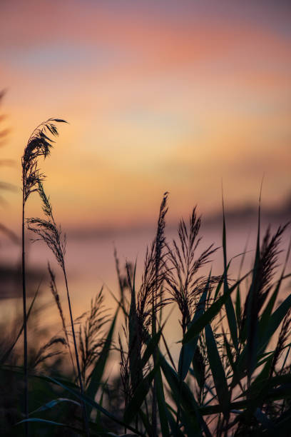 istock colorful misty sunset on the river in summer 1091432742