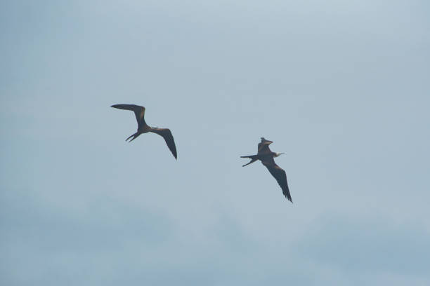 silhouettes of Frigatebirds at the sky