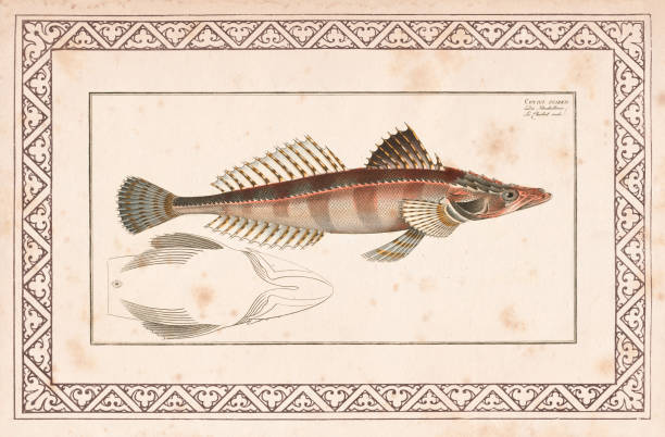 Rough flathead fish or Grammoplites scaber from 1797 Rough flathead, Grammoplites scaber ( Rough bullhead, Cottus scaber )
Original edition from my own archives
Source : Ichtyologie Histoire Naturelle de poissons 1797 fishing industry illustrations stock illustrations