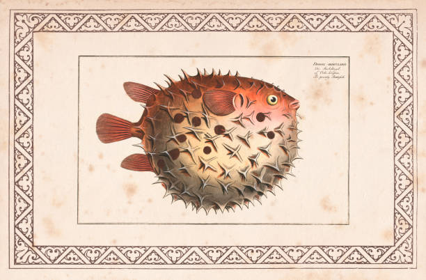 ilustrações de stock, clip art, desenhos animados e ícones de birdbeak burrfish or spotted porcupinefish from 1797 - porcupinefish