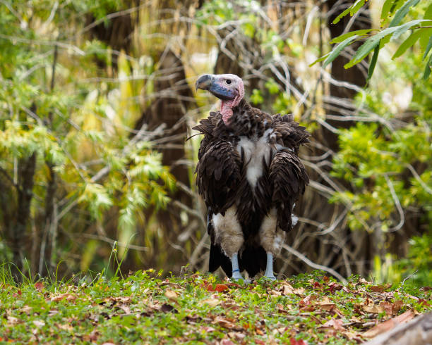 istock Lappet-faced vulture - Torgos tracheliotos 1091435732