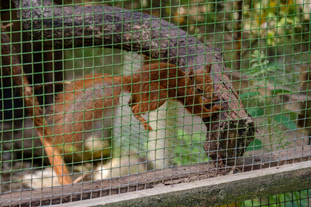 istock squirrel jumping on the dry tree in the cage 1091436174