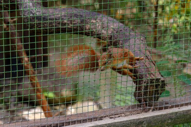 istock squirrel jumping on the dry tree in the cage 1091436190