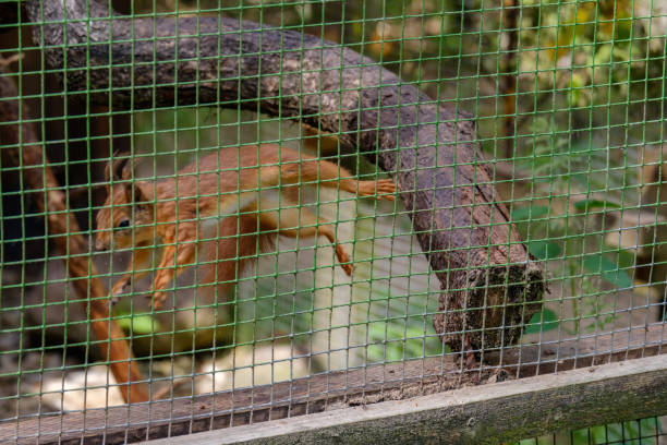 istock squirrel jumping on the dry tree in the cage 1091436212