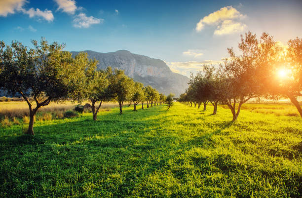 vue imprenable sur le jardin qui rougeoyant du soleil au crépuscule. - mount of olives photos et images de collection