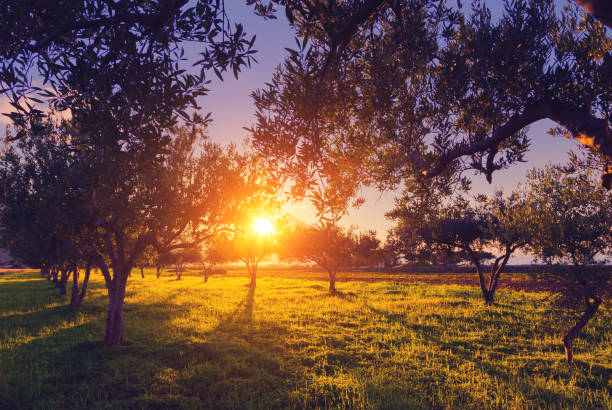 istock Fantastic views of the garden which glowing by sunlight at twilight. 1091436652